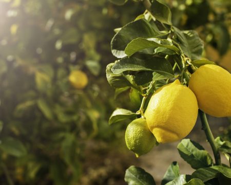 Bunch of fresh ripe lemons on a lemon tree branch in sunny garden.